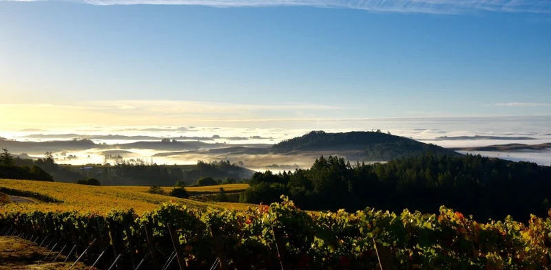 Occidental Pinot noir - 2013 - Domaine Steve Kistler