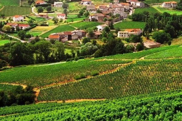 Morgon Côte de Py Vieilles Vignes - 2015 - Domaine Anthony Thevenet