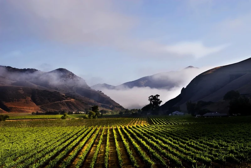 Santa Barbara County Chardonnay - 2019 - Au Bon Climat