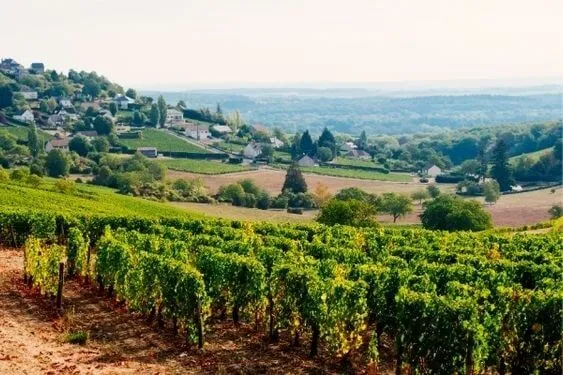 Sancerre Chêne Marchand - 2012 - Domaine Daniel Crochet