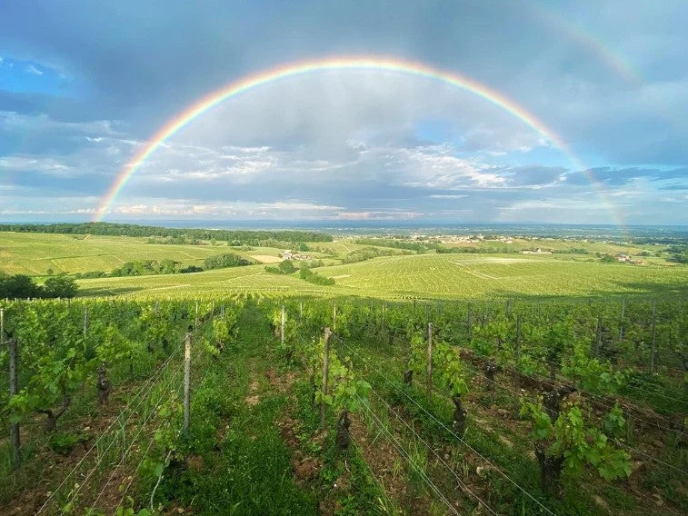 Saint Véran Les Pommards - 2014 - Domaine Robert Denogent