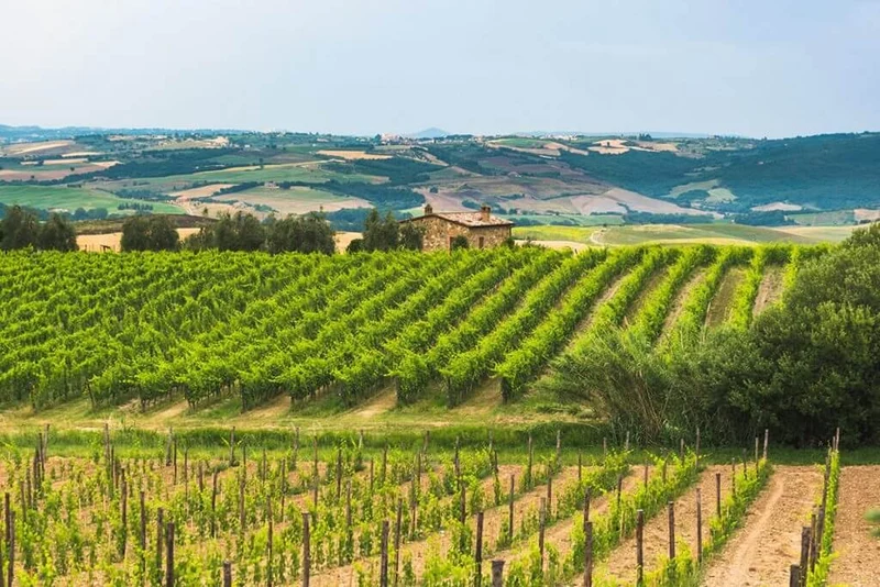 Rosso di Montalcino - 2014 - Domaine La Rasina