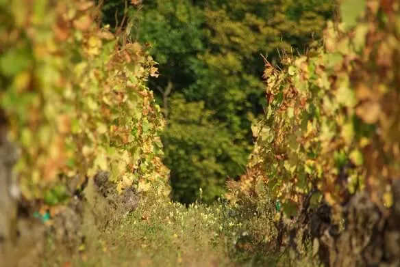 Romanée Saint Vivant Grand cru - 2012 - Domaine Poisot