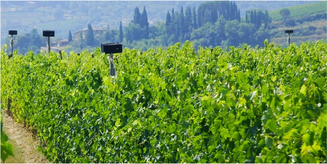Puligny Montrachet Caillerets - 2015 - Domaine Michel Bouzereau et Fils