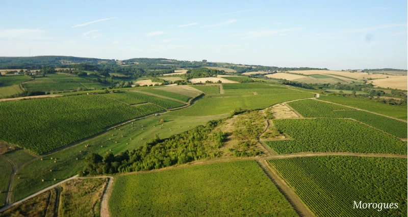 Menetou Salon Morogues - 2013 - Domaine Henry Pellé