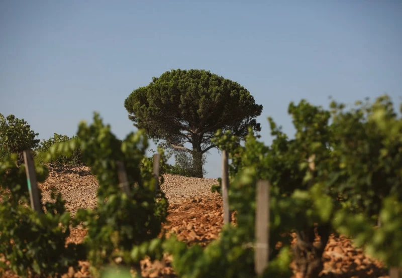 à renommer - 2021 - Domaine Saint-Préfert