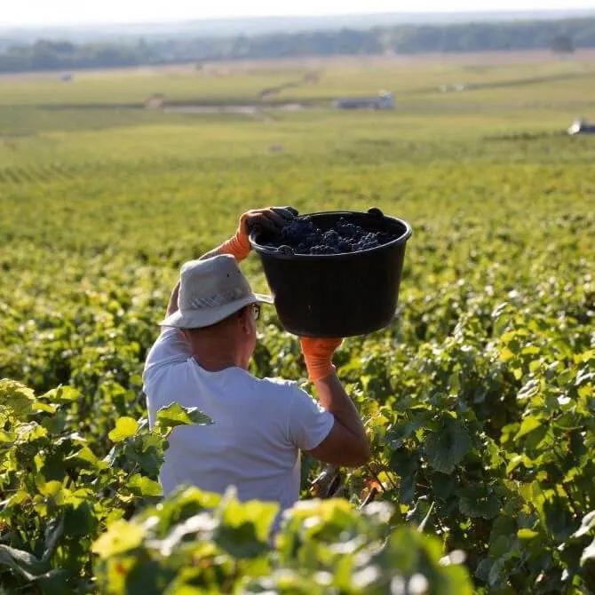 Vosne-Romanée Champs Perdrix - 2018 - Domaine Perrot-Minot