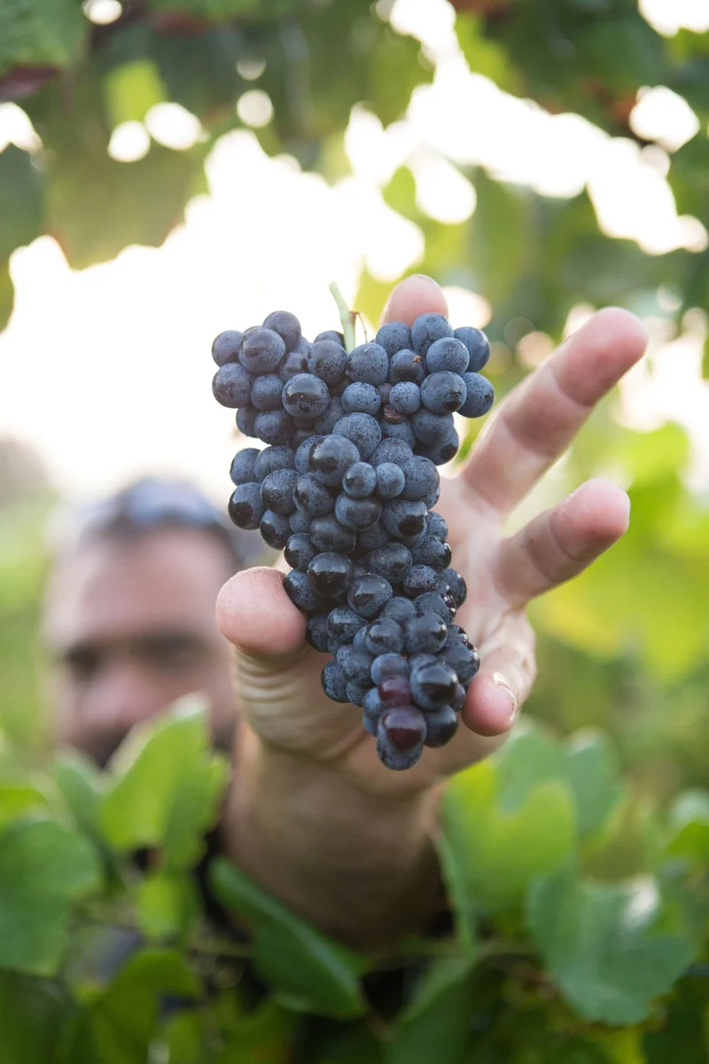 Vin de Pays de l'Aveyron Le Trescol - 2019 - Mas Jullien - Le Pressoir Ambulant