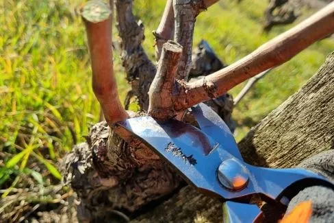 Vin de France For My Dad Rosé de Rosé - 2019 - Domaine Castell-Reynoard