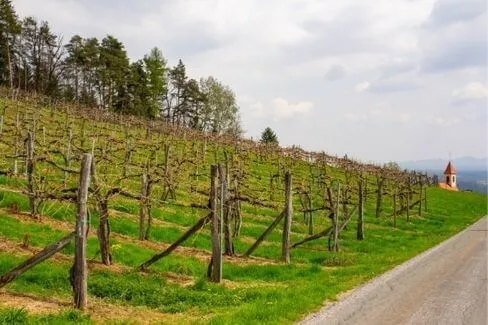 Ruster Beerenauslese Zweigelt - 2015 - Bruno Landauer