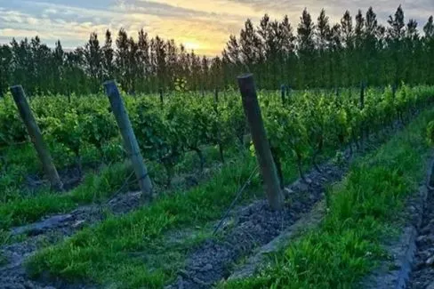 Patagonia Chardonnay Chacra - 2021 - Bodega Chacra