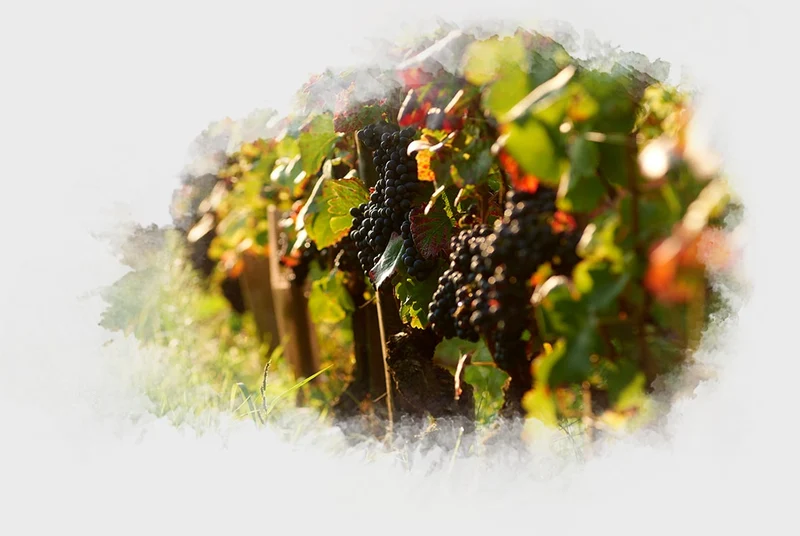 Nuits-Saint-Georges Les Bas de Combes - 2020 - Domaine Hudelot-Noëllat