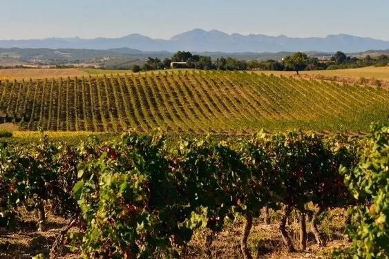 Pays d'Hérault Siclène - 2020 - Domaine La Terrasse d'Elise