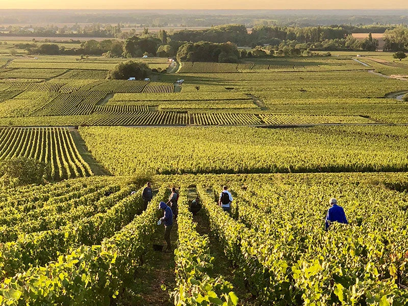 Magnum Volnay 1er Cru Clos des Ducs Monopole - 2018 - Domaine Marquis d'Angerville