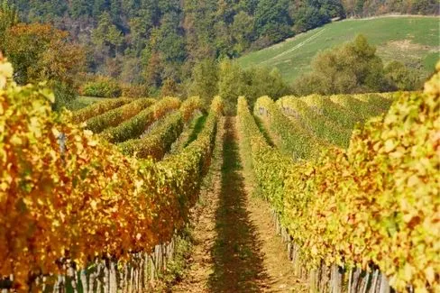 Magnum Toscana - 2016 - Reimitz