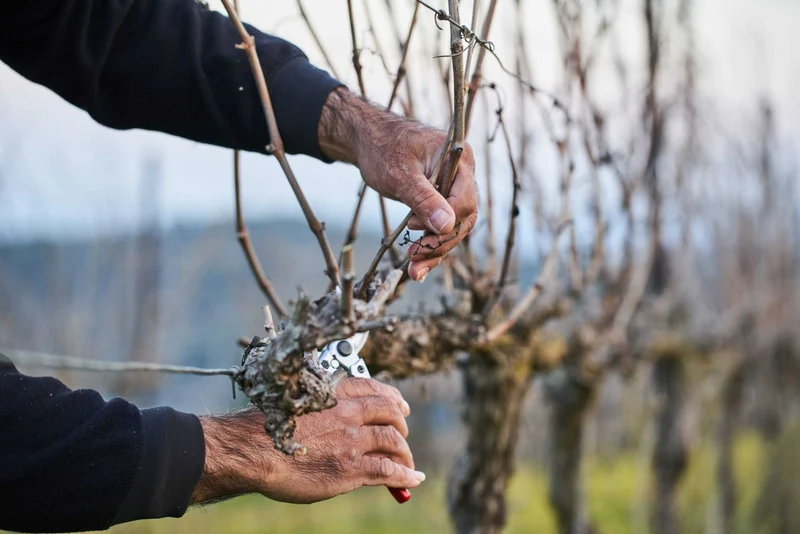 Judée Shoresh - 2020 - Tzora Vineyards