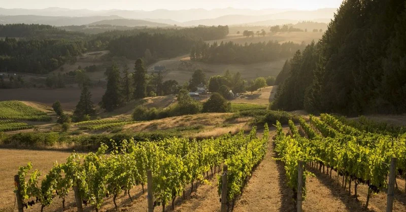 Willamette Valley L'Ensemble Pinot Noir