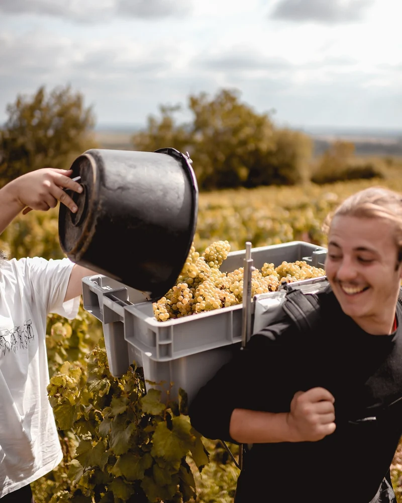 Volnay 1er Cru Santenots